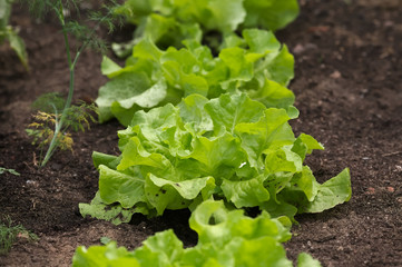 bouquet of fresh lettuce