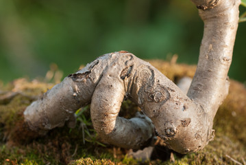 Close up of an bonsai tree