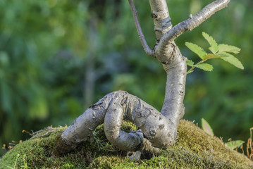 Close up of an bonsai tree