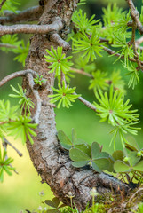 Close up of an bonsai larch