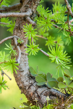 Close up of an bonsai larch