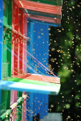 Swarm of Bees - Beekeeping - Beehives