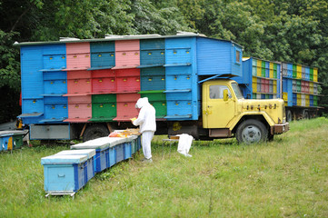 Swarm of Bees - Beekeeping - Beehives