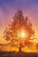 Tranquil landscape with tree over foggy sunrise