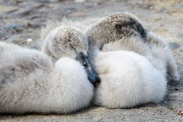 Baby swan - closeup portrait