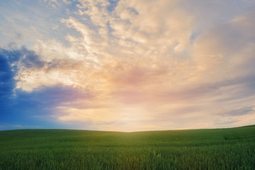 Fototapeta na wymiar Landscape of green field over sunset