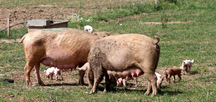 gl&uuml;ckliche schweine