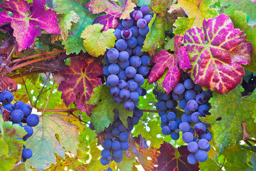 Grapes and colorful autumn leaves in Napa Valley, Northern California  - obrazy, fototapety, plakaty