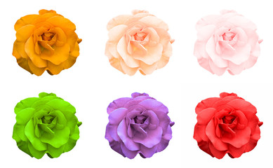 Mix collage of rose flowers: acid rose, violet, acid green, rose, orange, green isolated on white