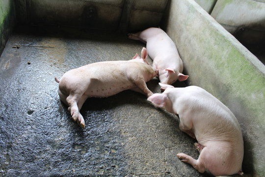 Schweine im Stall