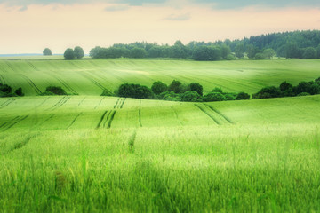 Landscape of green field in summer time