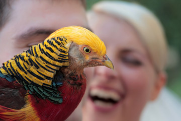 Colorful pheasant closeup