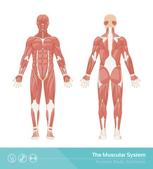 The muscular system