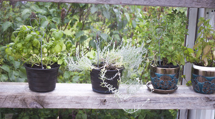 Fresh herbs at a greenhouse