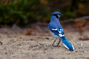 Blue Jay on the ground in the Fall