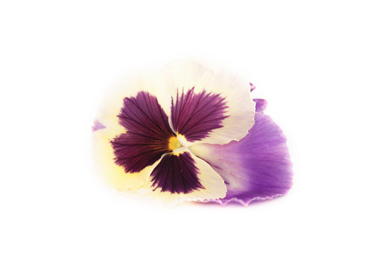 Viola Sororia, Viola Flower