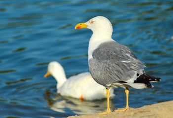 Fototapeta na wymiar Seagull isolated