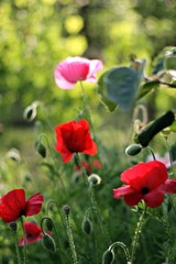 poppy meadow in the garden