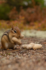 Chipmunk eating all the peanuts