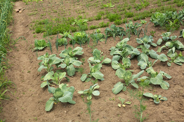 Garden with vegetables cabbage field