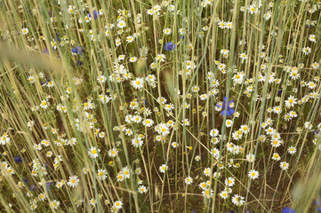 chamomile and cornflower flowers in rye field