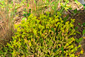 sedum acre flowers rozchodnik ostry