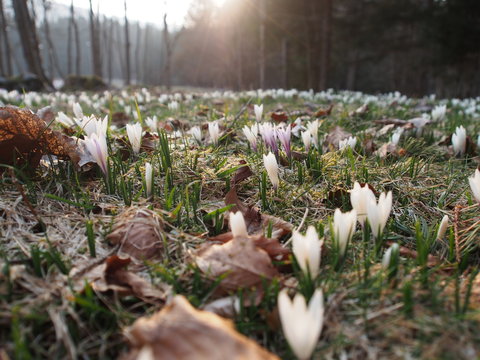 Crochi in primavera
