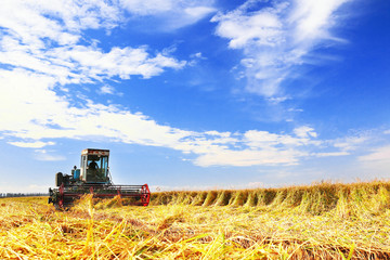 Fototapeta na wymiar Ripe rice harvesting