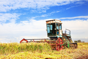 Obraz premium Ripe rice harvesting