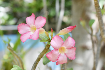 pink Desert Rose flower nature © aorphoto