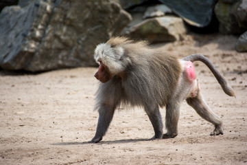 Dominant baboon