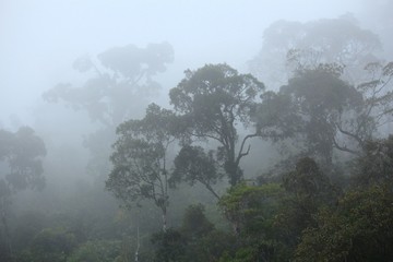 Misty rainforest in Serra dos Orgaos national park, Brazil