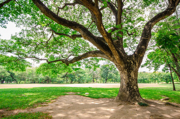 Big tree on green grass field