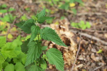 urtica dioica medical nettle herb leaves