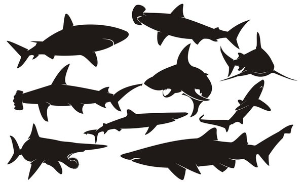 Shark silhouette. Shark vector silhouettes set. Sea fish, animal swimming, fauna illustration