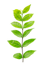 green leaf isolated on white background