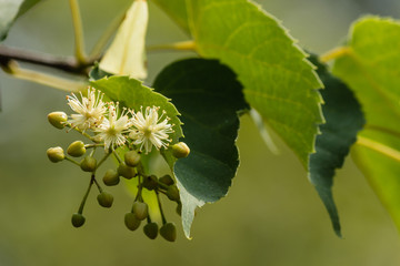 close up of linden tree flowers