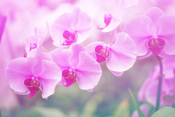 Fototapeta na wymiar cymbidium orchid flower