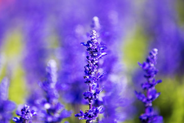 Lavender field in the summer.