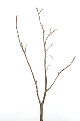 Branch of dead tree without leaf isolated on white