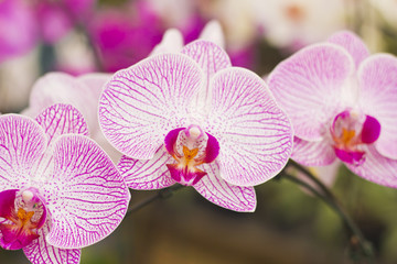 Fototapeta na wymiar Pink and white orchid phalaenopsis. Bouquet of flowers orchids.