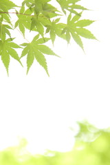 カエデの青葉