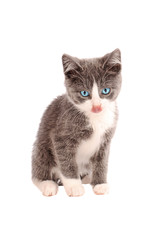 White and Grey Kitten