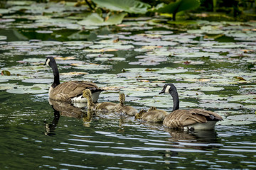 Two geese and their goslings.