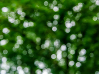 Fototapeta premium Green natural background of out of focus forest or bokeh