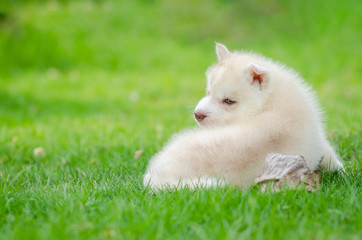 Cute siberian husky puppy looking