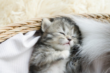 Cute tabby kitten sleeping