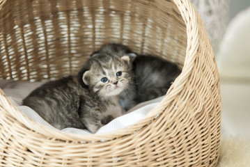 Fototapeta na wymiar Cute tabby kittens sitting and looking