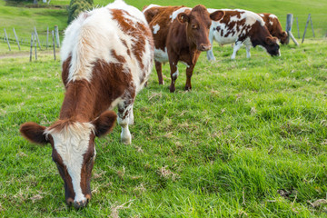Fototapeta na wymiar Brown Cows Eating Grass