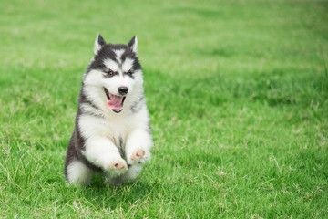 Fototapeta premium Cute siberian husky puppy running